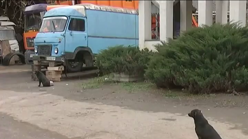 У Чернівцях комунальники труять безпритульних тварин