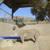 В США рідкісного носорога вилікують від пухлини
