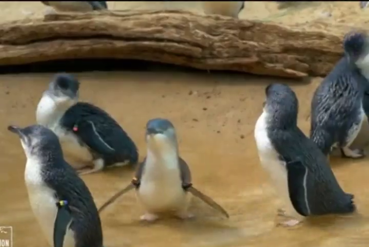 У зоопарку Нью-Йорка маленькі пінгвіни зачарували відвідувачів