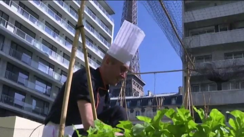 Ресторани Парижа на даху розводять курей