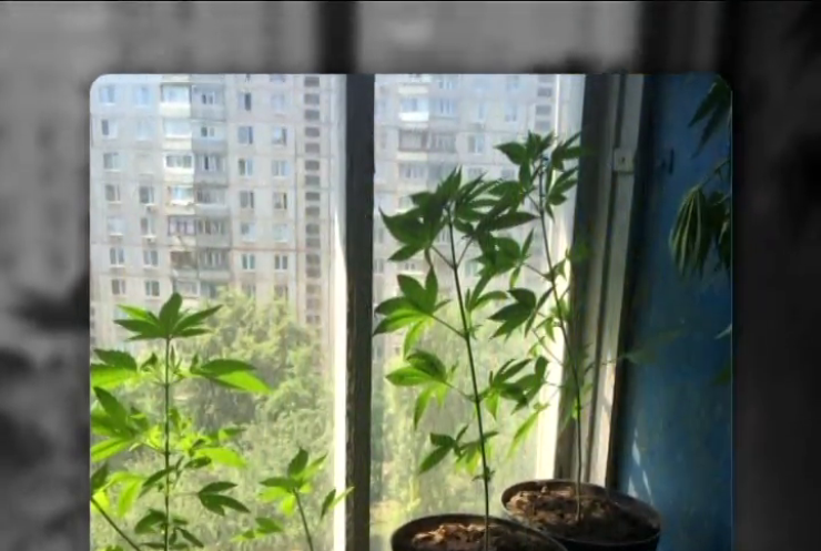Житель Харкова виростив вдома 27 кущів конопель 