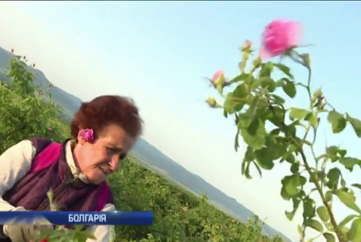 У Болгарії збирають троянди для виготовлення олії