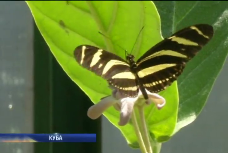 На Кубі відкрили заповідник для метеликів