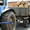 На Полтавщині затримали вантажівку спиляних дубів