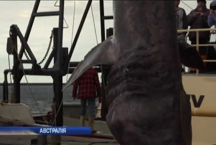 В Австралії рибалки спіймали велетенську акулу