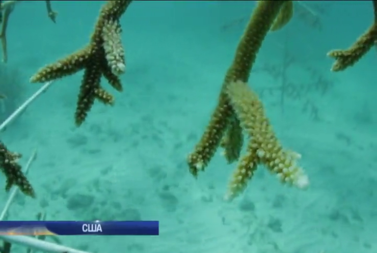 Науковці США під водою вирощують корали 