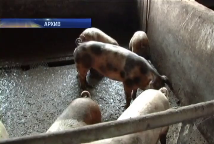 В Украине вымирают свиньи от африканской чумы