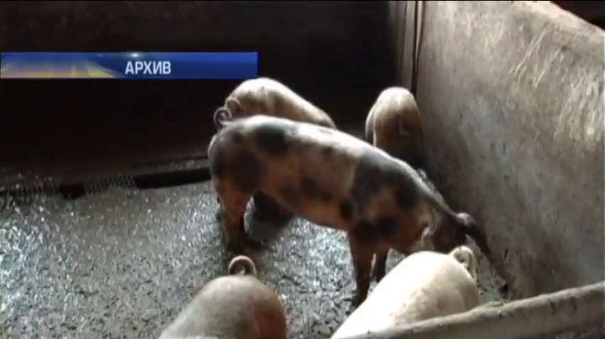 В Украине вымирают свиньи от африканской чумы