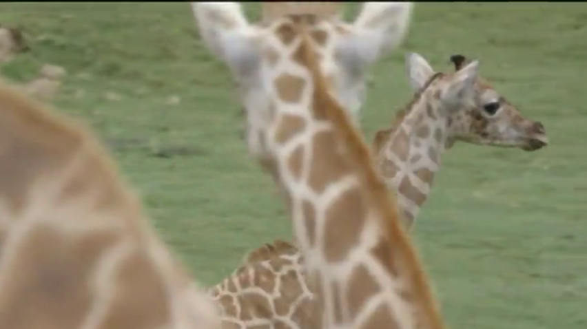 У Каліфорнії народилося рідкісне жирафеня