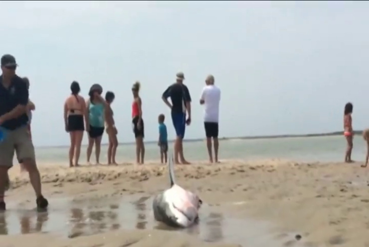 Пляжники у США врятували акулу від смерті