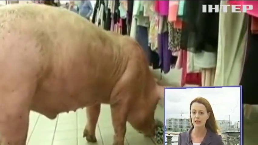 Фермеры Франции запустили свиней в супермаркеты