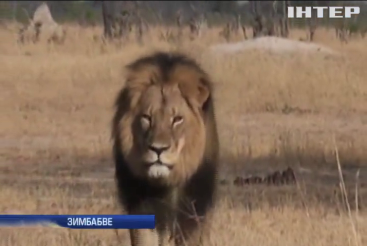 Турист із США вбив найвідомішого лева Зімбабве