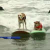 У Каліфорнії собаки змагалися в катанні на дошках для серфінгу