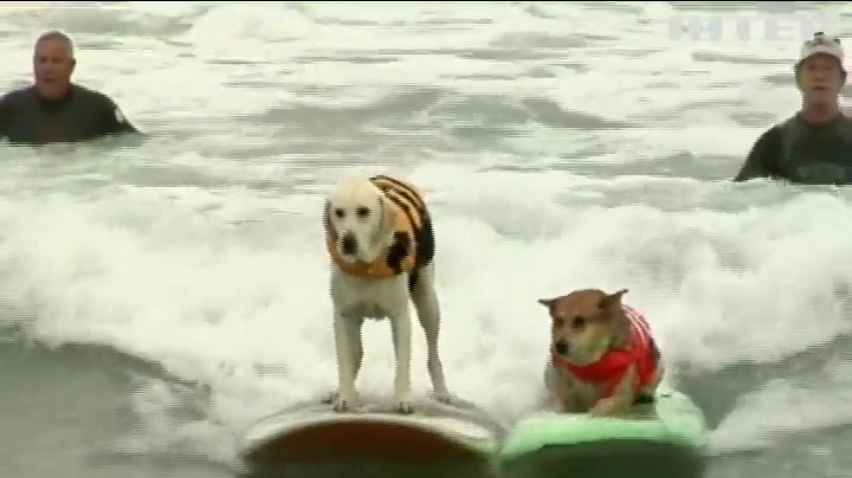 У Каліфорнії собаки змагалися в катанні на дошках для серфінгу
