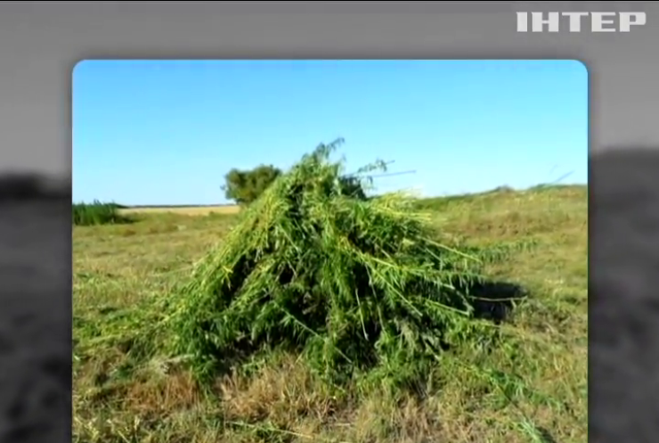 На Луганщині знищили 2 гектари конопель