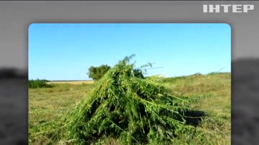 На Луганщині знищили 2 гектари конопель