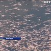 Озеро в Мексиці вкрило тоннами мертвої риби