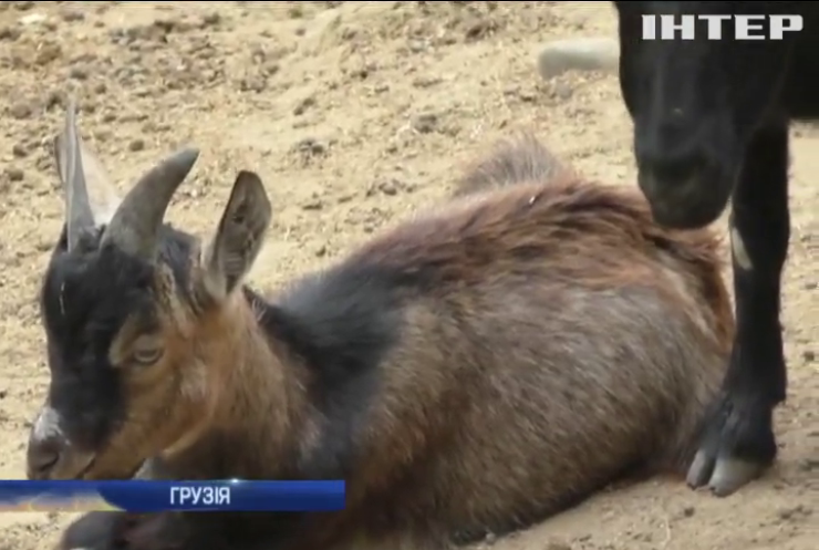 Зоопарк Тбілісі відновив роботу після повені