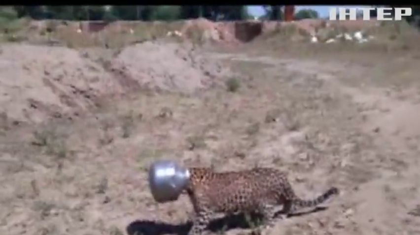 Леопард в Індії застряг головою у бідоні