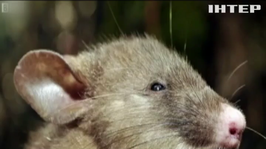 В Індонезії вчені виявили щурів з п’ятачком 