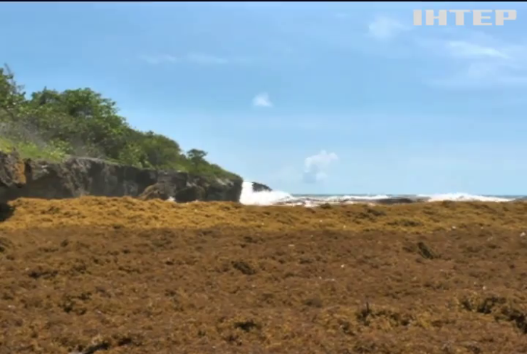 Гнилі водорості зірвали курортний сезон у Домінікані