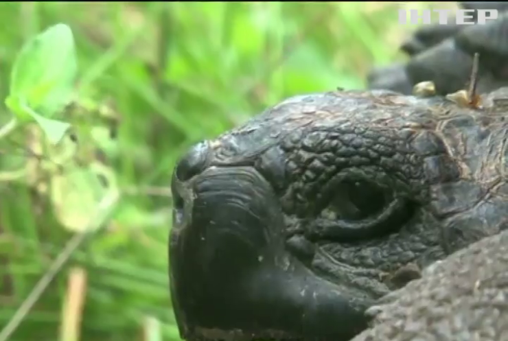 На Галапагосах відкрили новий вид гігантських черепах