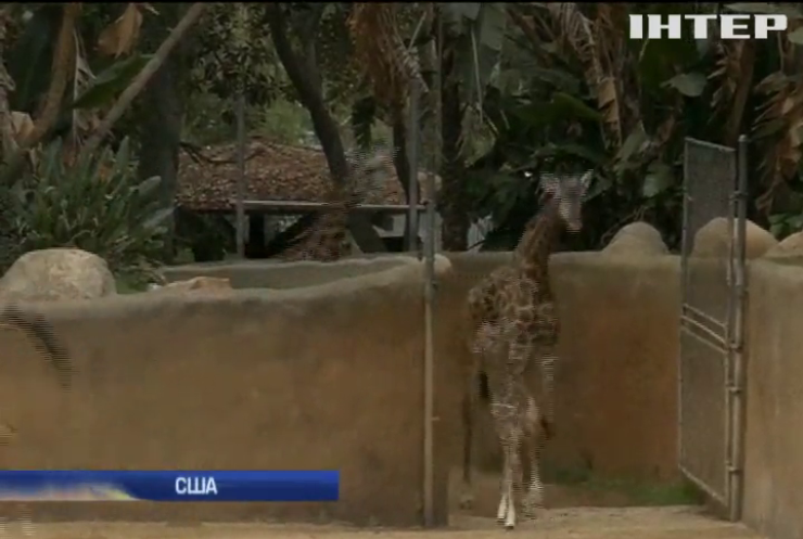 У зоопарку Лос-Анджелеса захоплюються новонародженим жирафом