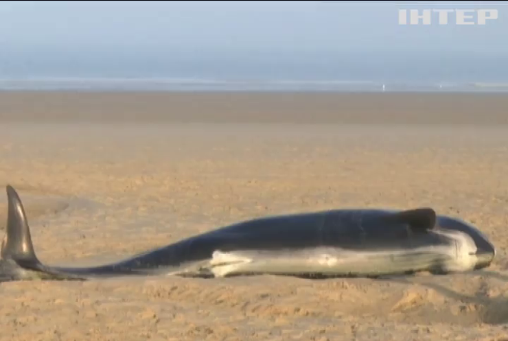 На пляж Франції викинуло 10 китів