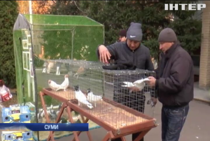 До Сум на виставку звезли голубів з усієї України 