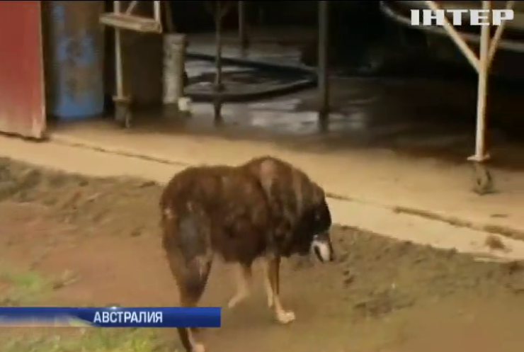 В Австралии нашли самую старую собаку в мире (видео)