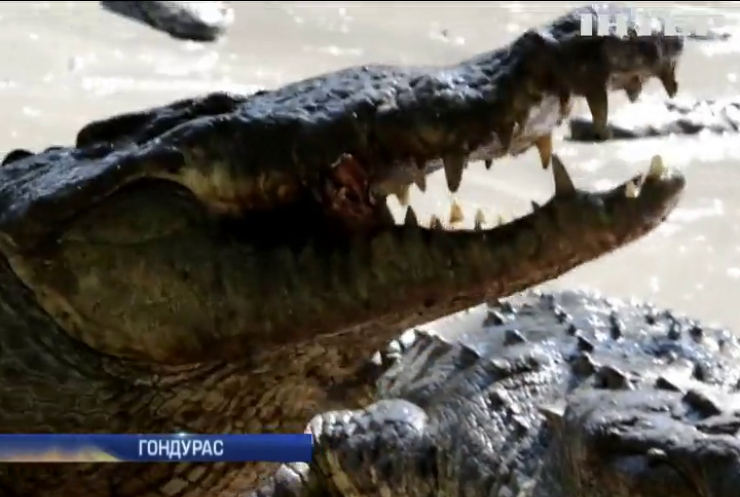 Крокодили з Гондураса голодують без хазяїв-наркоторгівців