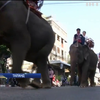 У Таїланді слони заполонили вулиці міста Сурін