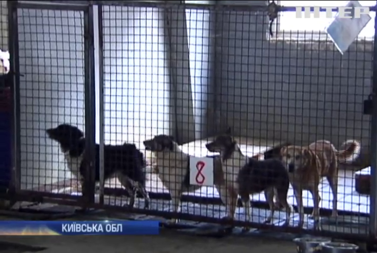 На Київщині у притулку для тварин відмивають державні кошти