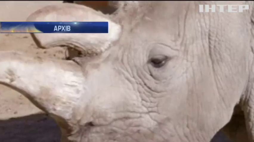 У США померла остання самиця білого носорога