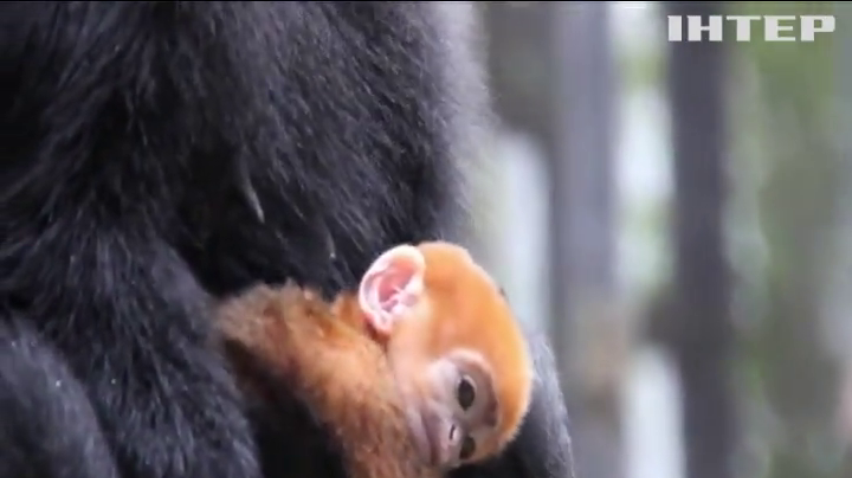 В Австралії народилося мавпеня лангур