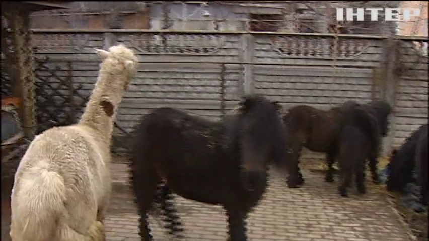 У Вінниці дітей лікують спілкуванням з єнотами та козами