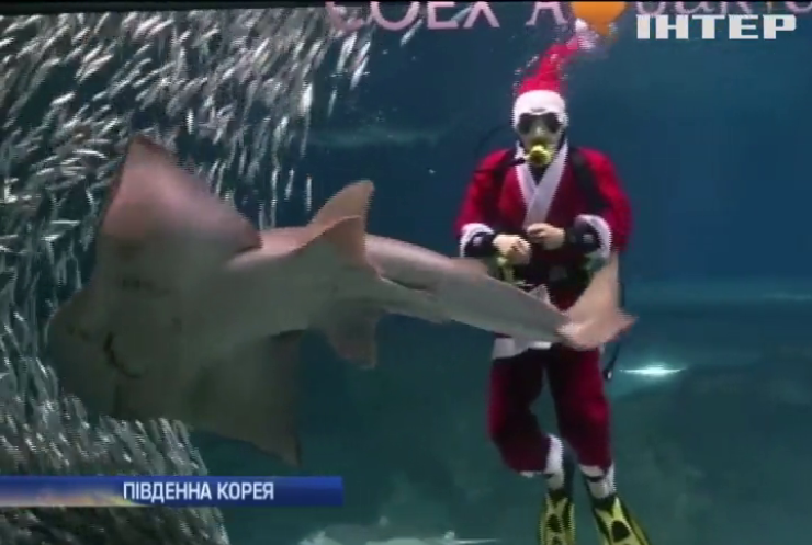 У Кореї Санта-Калуси влаштували шоу з рибами