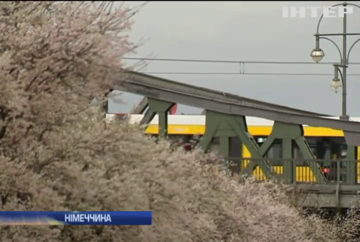 У Німеччині розпустилися вишні через аномальну погоду