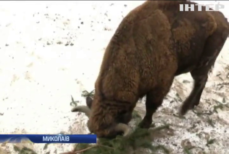 У Миколаєві зоопарк порадував тварин новорічними ялинками