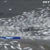 Ріо-де-Жанейро заполонили мертві рибини