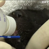У США ветеринари вигодовують дитинчат видри (відео)