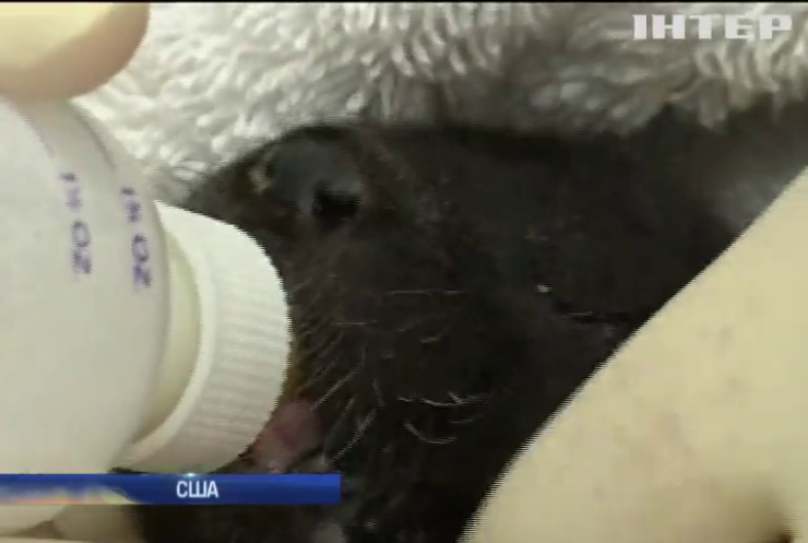 У США ветеринари вигодовують дитинчат видри (відео)