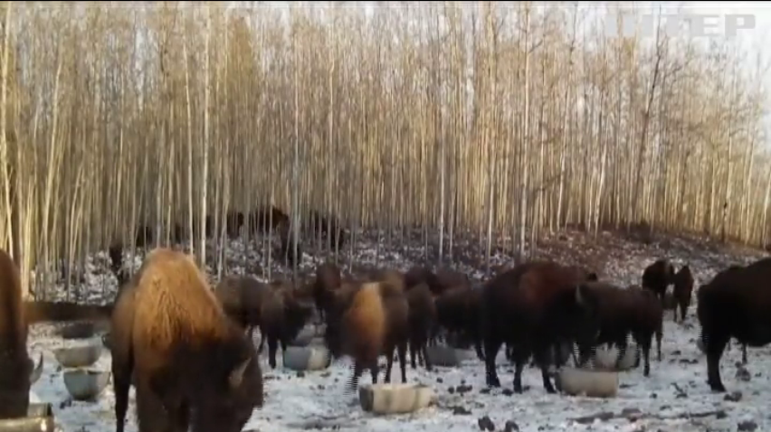 Бізонів Канади тренують українською мовою (відео)