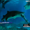 У Кореї акула з'їла конкурента на очах у туристів (відео)