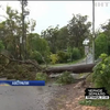 Буревій в Австралії повалив сотні дерев