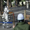 Японці тренувалися ловити зебру у зоопарку (відео)