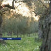 Італія залишиться без садів оливи через шкідників