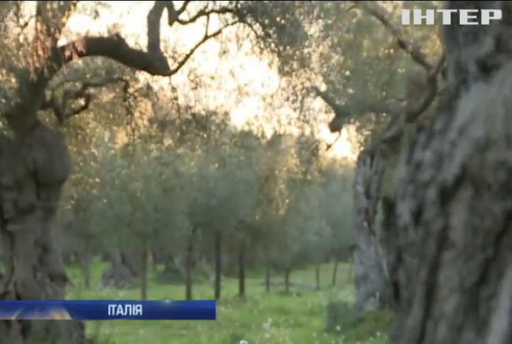 Італія залишиться без садів оливи через шкідників