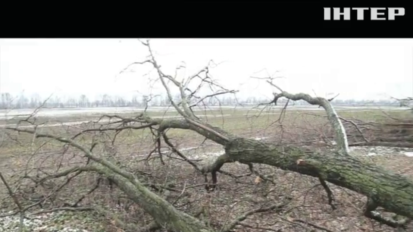 На Черниговщине браконьеры рубят полувековые дубы