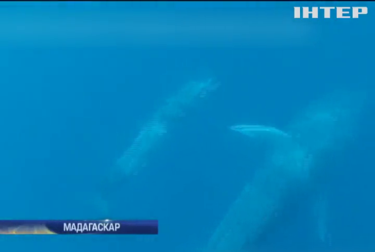Біля Мадагаскару науковці зняли групу унікальних китів